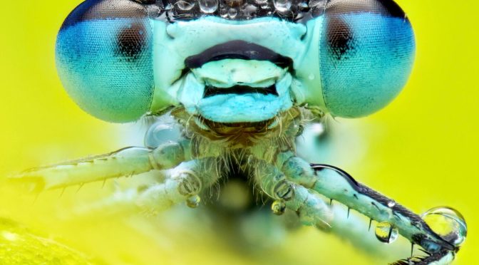 ROYAL ENTOMOLOGY SOCIETY PHOTOGRAPHY COMPETITION