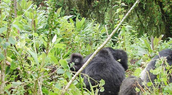 LEAKEY FOUNDATION RESEARCH GRANTS