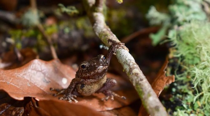EARTH JOURNALISM NETWORK: BIODIVERSITY MEDIA GRANTS
