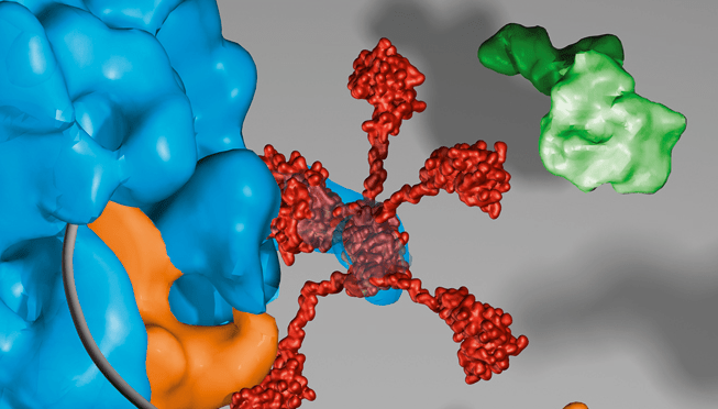 BOEHRINGER INGELHEIM FONDS (BIF)  PHD FELLOWSHIP