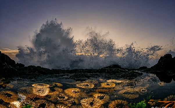 UNITED NATIONS – NIPPON FOUNDATION FELLOWSHIP