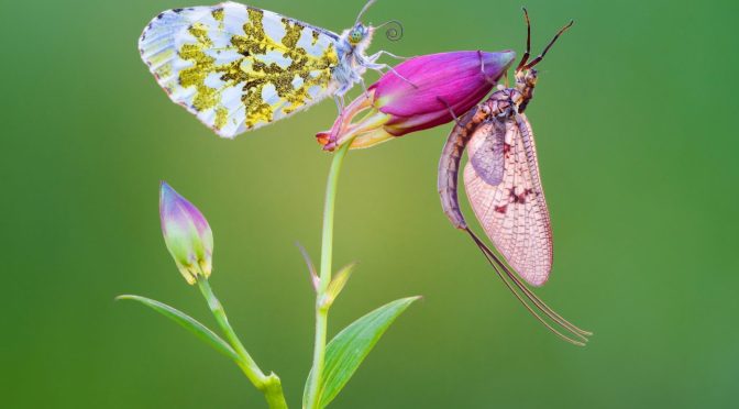 ROYAL ENTOMOLOGICAL SOCIETY PHOTOGRAPHY COMPETITIONS