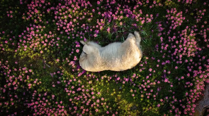 THE NATURE PHOTOGRAPHY CONTEST